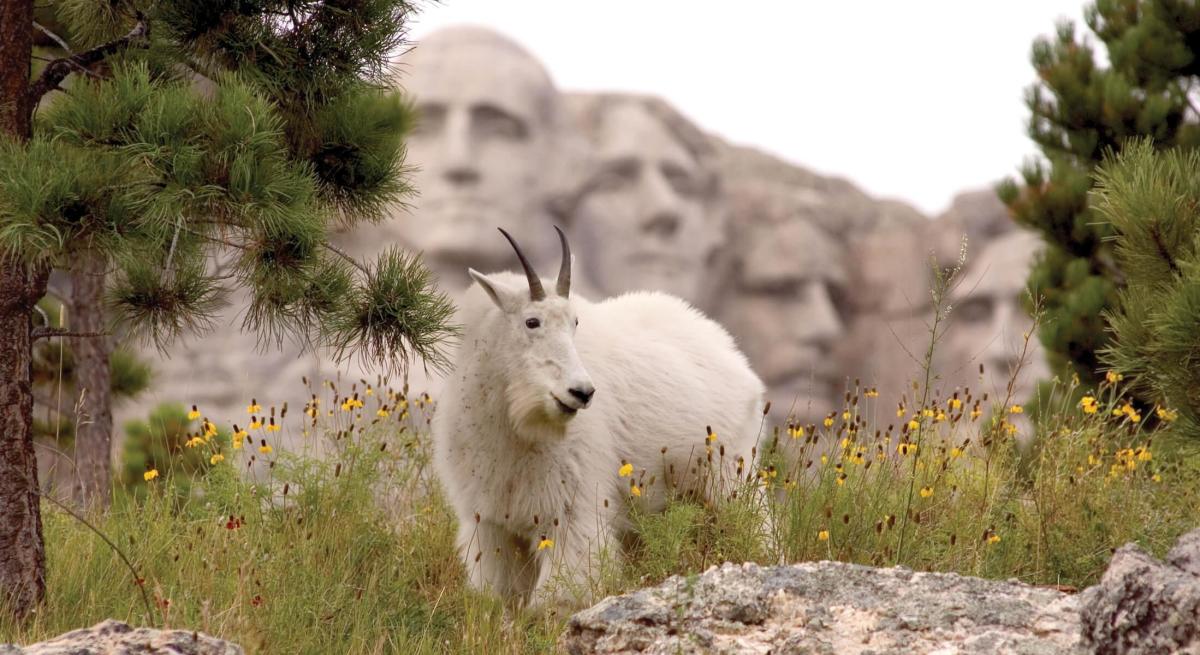 Mountain Goat at Mount Rushmore
