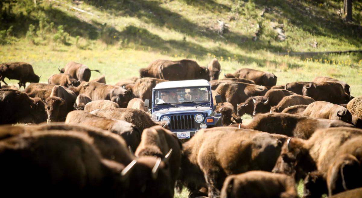 Buffalo Jeep Safari Ride in Custer State Park