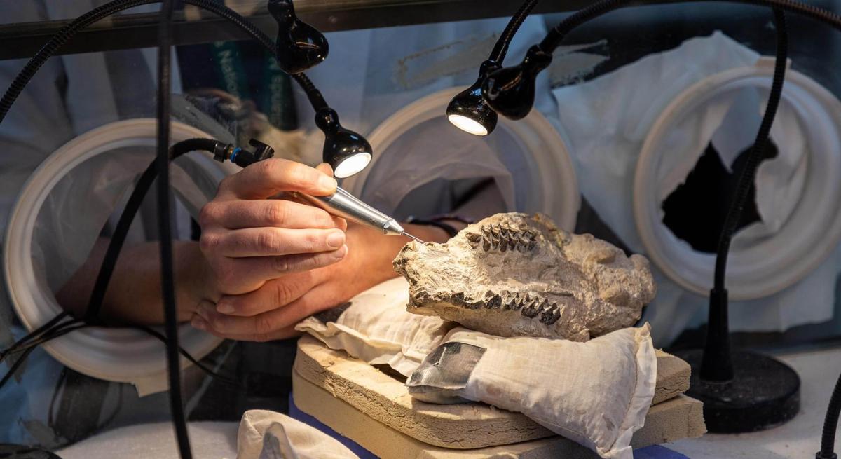 paleontologist cleaning a fossil in the lab at badlands national park visitors center