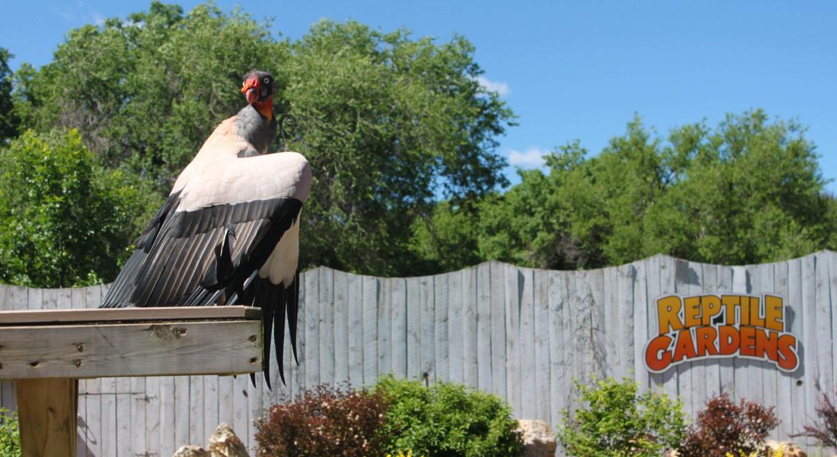 Vulture in the avian avenue portion of Reptile Gardens in Rapid City, SD