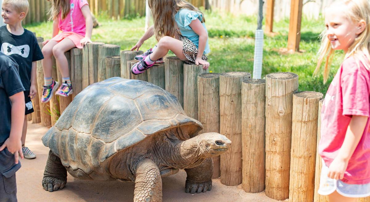Kids interacting with the Giant Tortoise at Reptile Gardens in Rapid City, SD