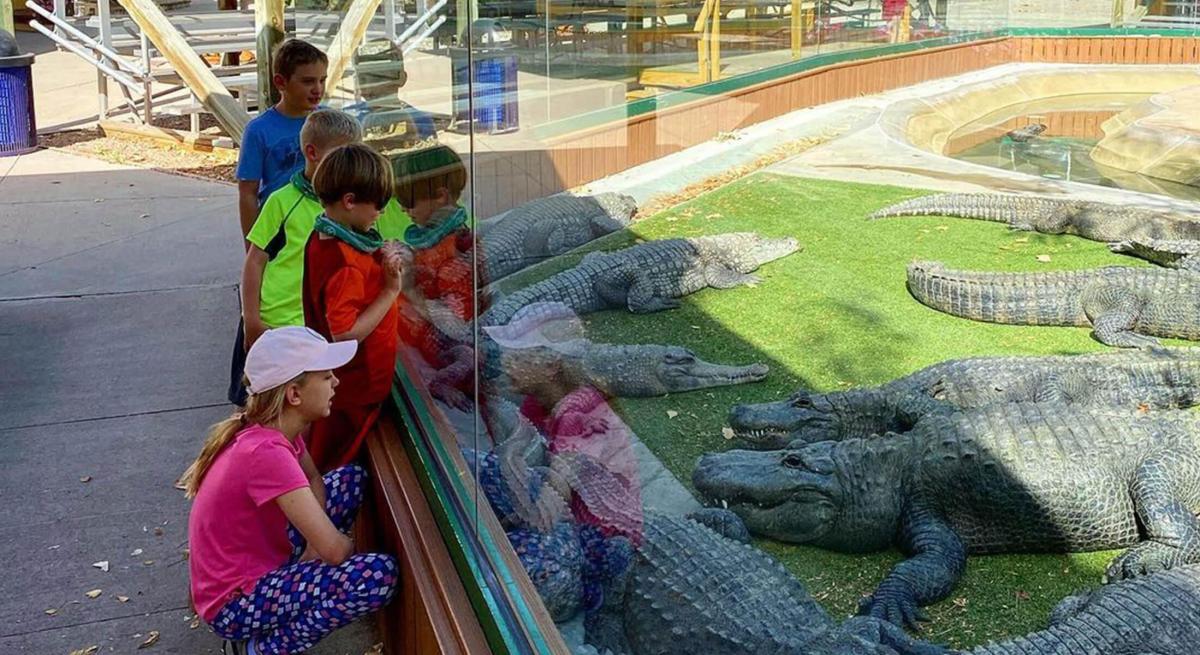 Kids look at gators at Reptile Gardens in Rapid City, SD