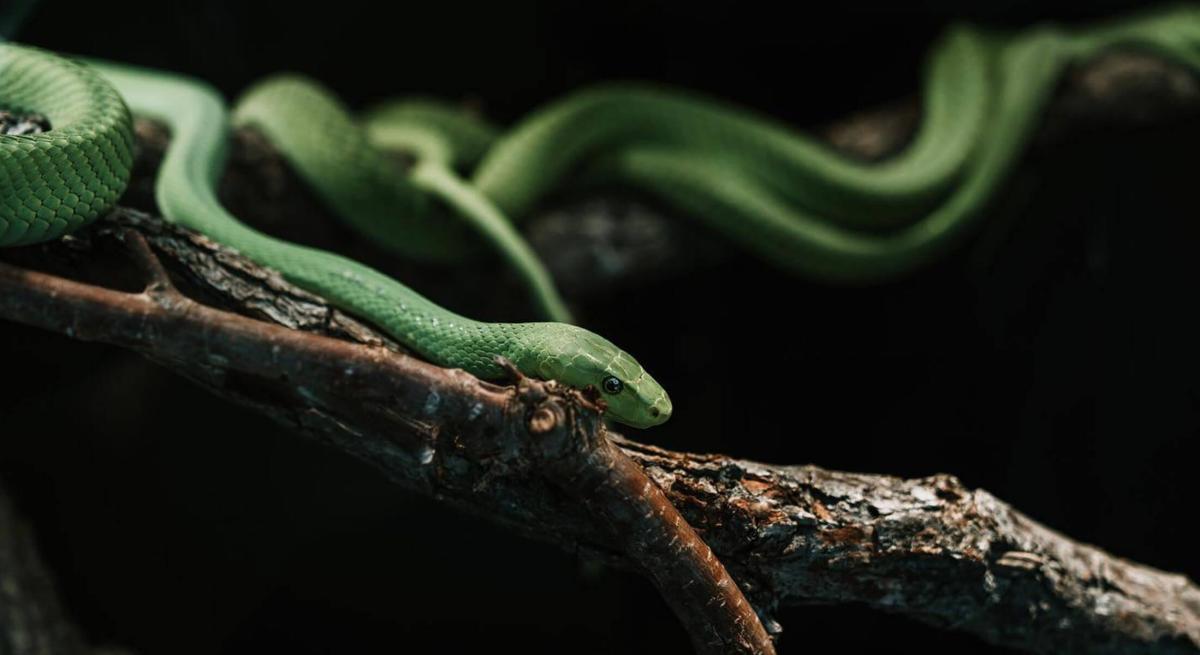 Green snake at Reptile Gardens in Rapid City, SD