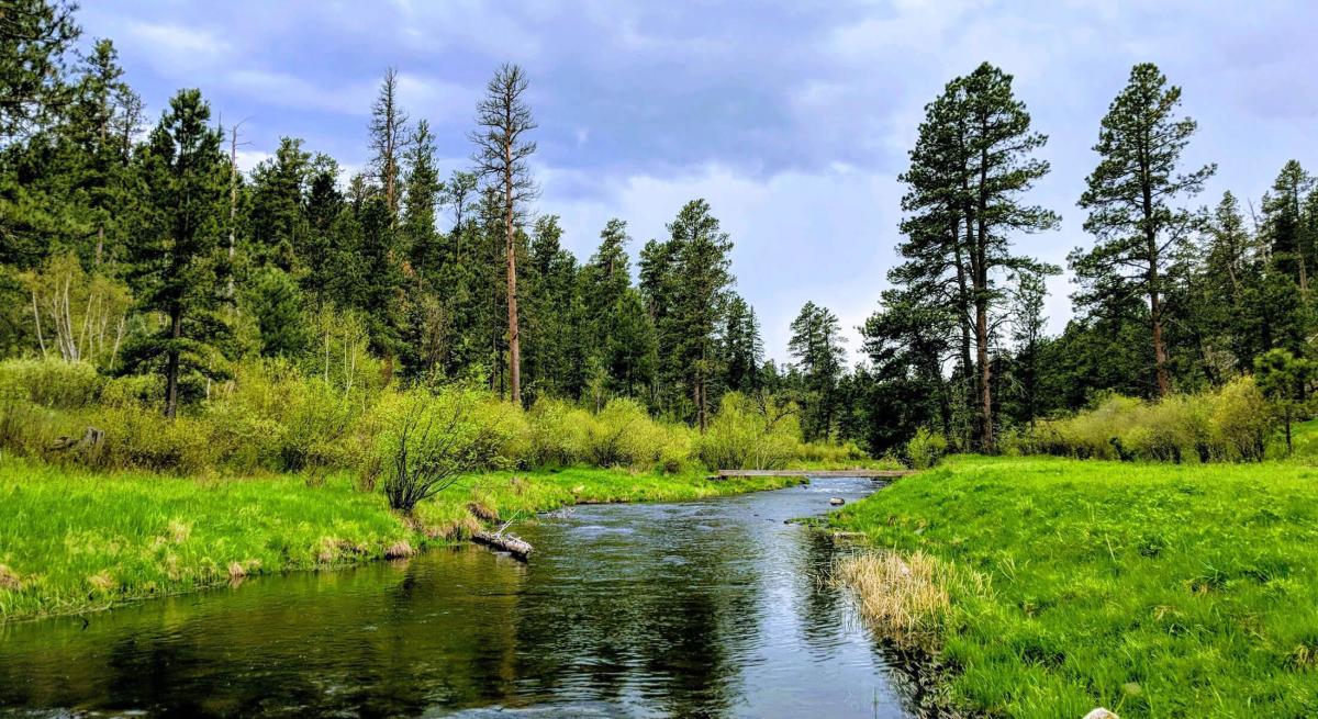 Spring Creek in the Black Hills National Forest