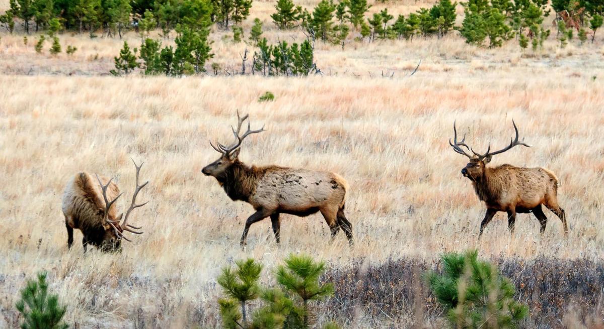 Three bull elk grazing in Wind Cave National Park in South Dakota
