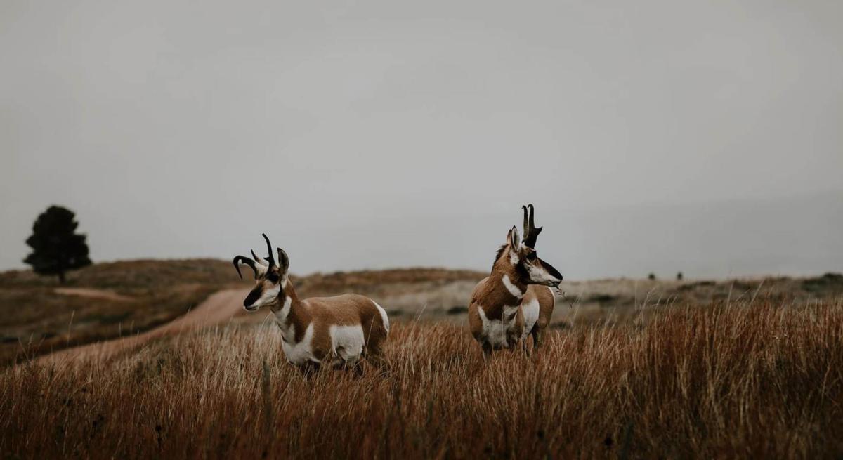 Pronghorn or antelope in the fields of Wind Cave National Park