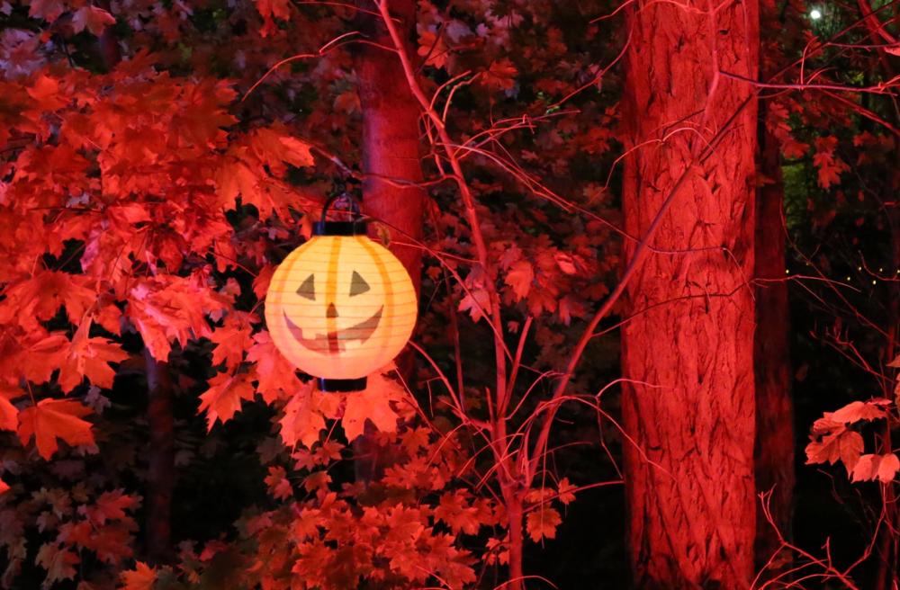 Orange jack-o-lantern paper lantern dangles from a tree, with the trees and leaves glowing red behind the lantern.