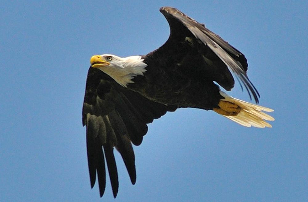 Bald Eagle, Mason Neck State Park