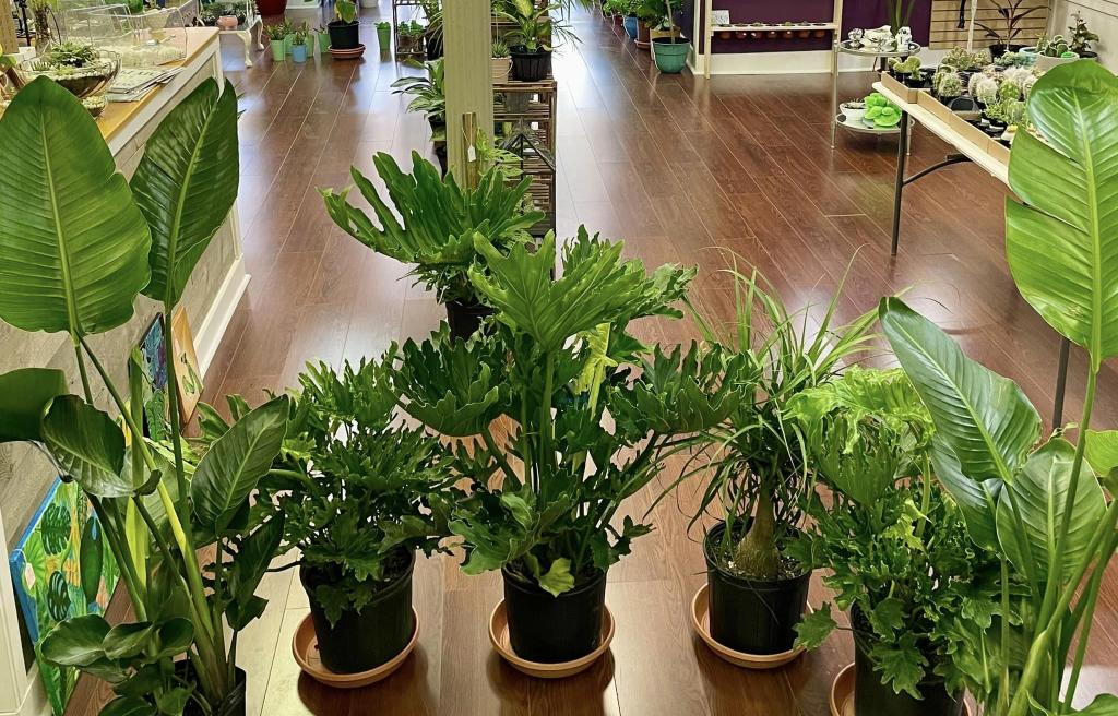 Plants