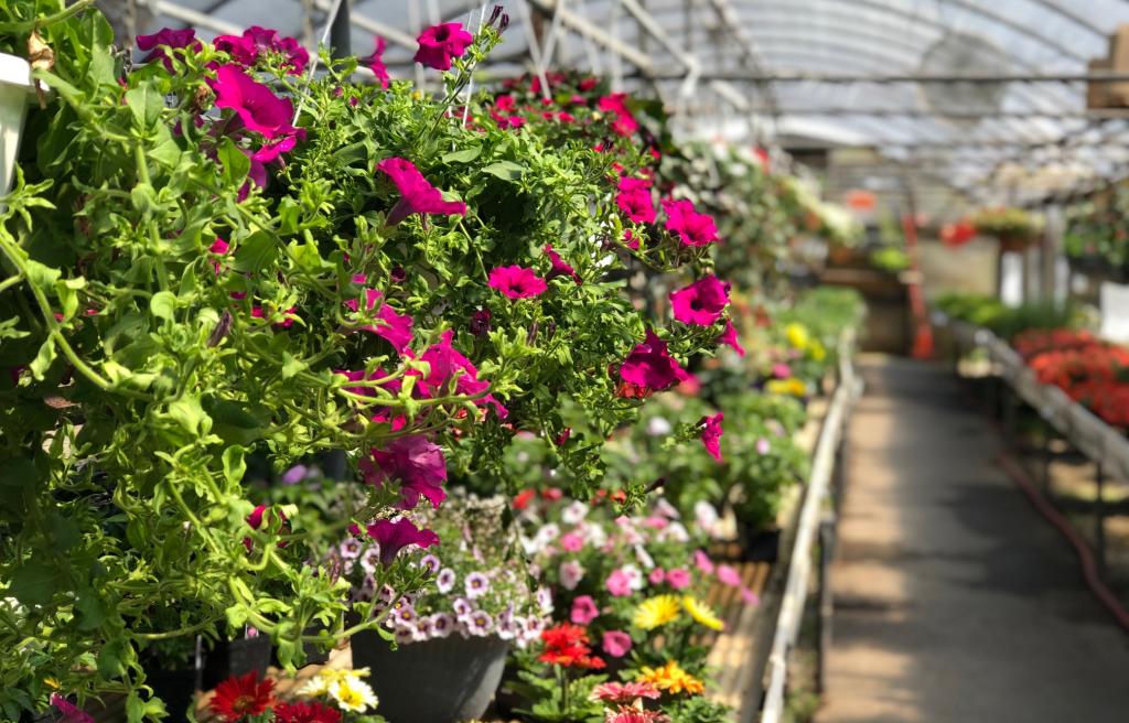 Spring at Dottie's Greenhouse