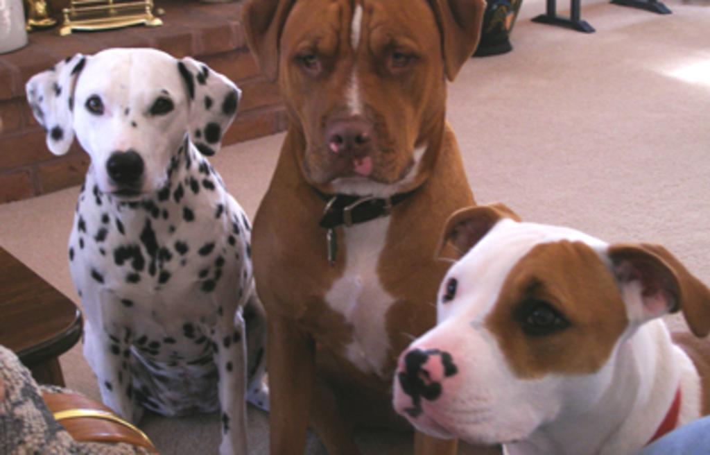 Miss Lucy's Dog Treats