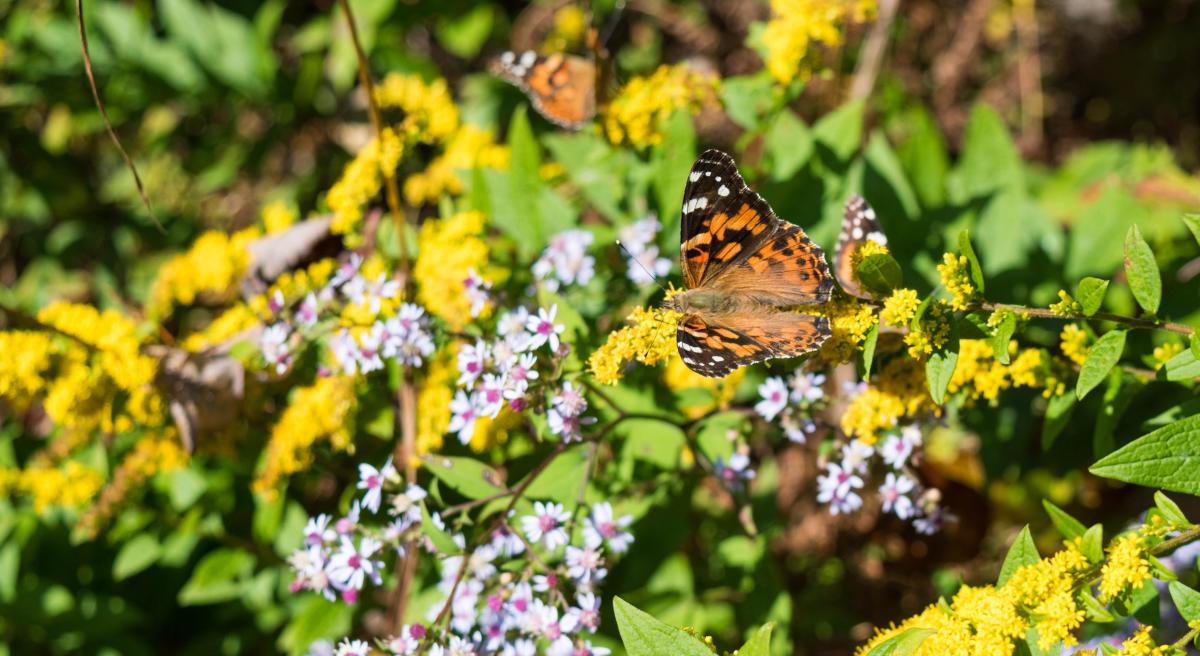 Butterfly on golden rod and aster