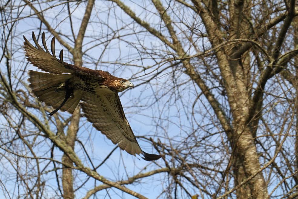 Falconry