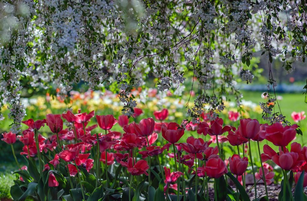 Tulips and flowering trees, probably at Foster Park