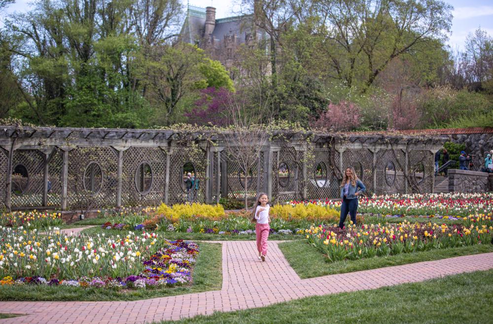 A family explores the incredible flowers at Biltmore Blooms during spring in Asheville, NC