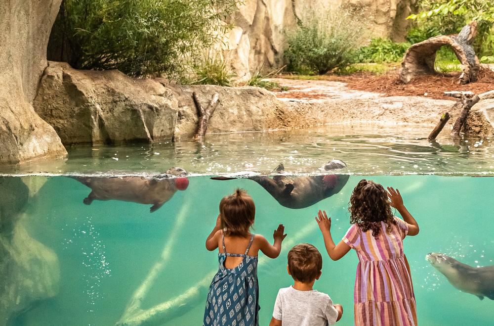 Kids Looking at Zoo Otters with Apples