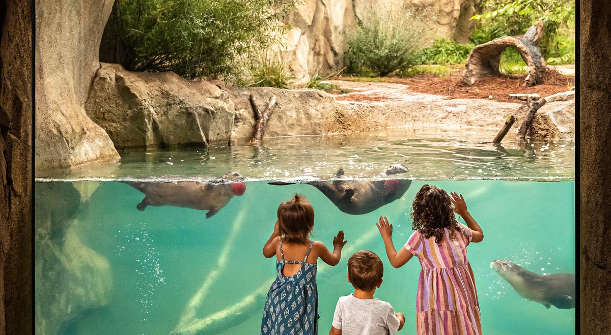 Kids Looking at Zoo Otters with Apples