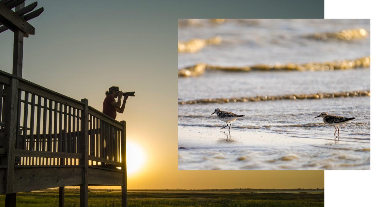 two images, left image shows a photographer taking a photo. Second image is of two shorebirds