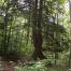 Huckleberry Bog Nature Trail