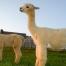K-ran Alpacas