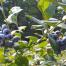 Parkland Berry Farm