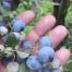 Parkland Berry Farm