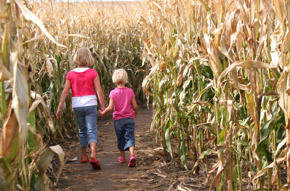 corn maze