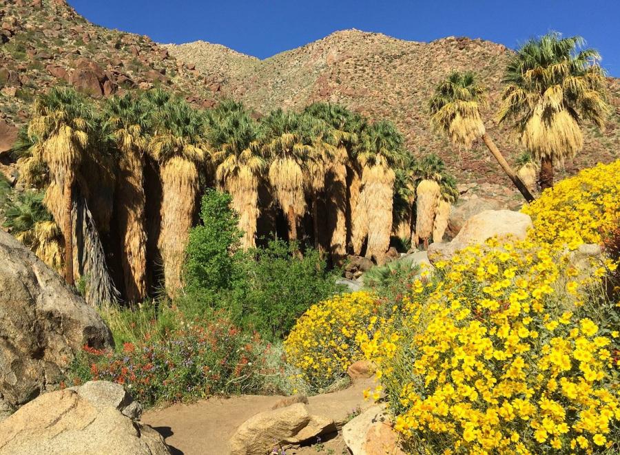 Cluster of palm trees at Borrego Springs