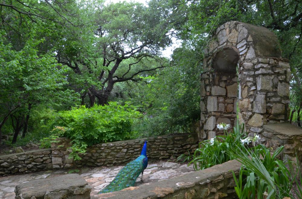 peacock in gardens at Mayfield Park and Nature Preserve in austin texas
