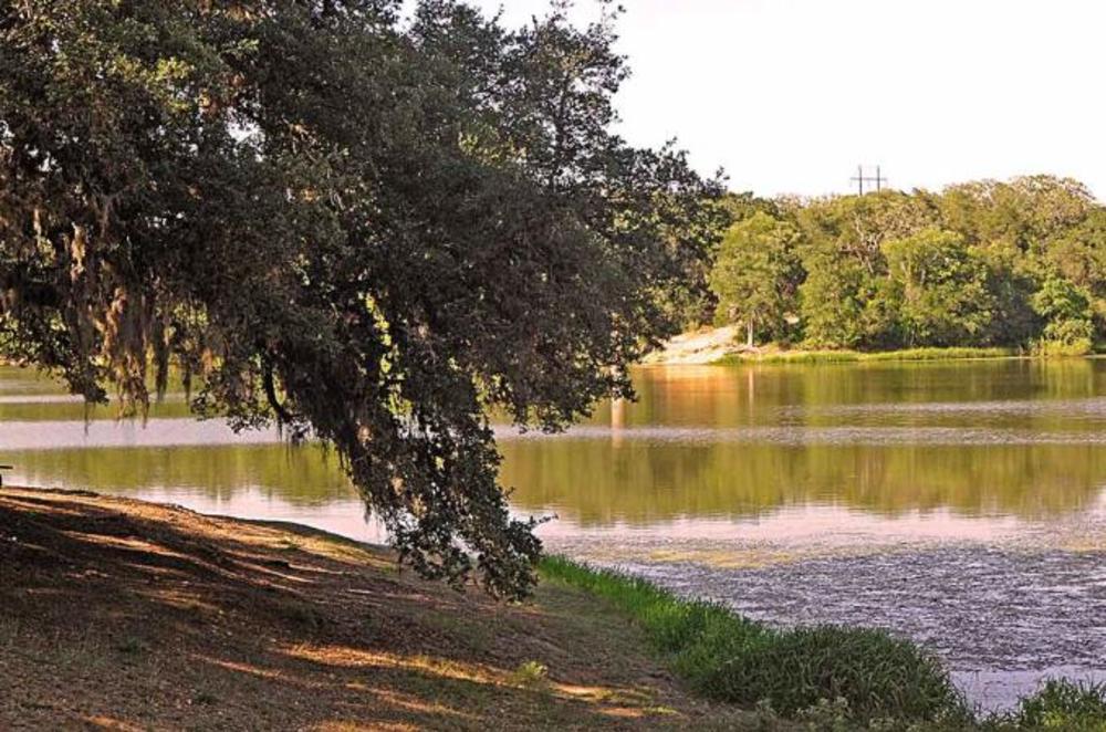 A tree on the shoreline of a lake