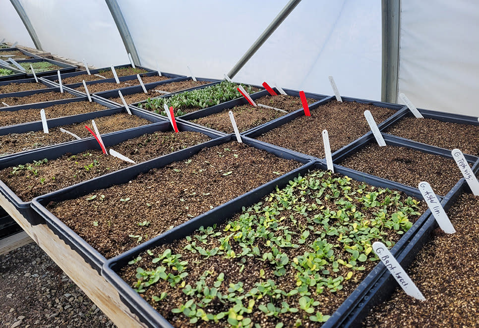 Seedling germination at Kankakee Sands by Alyssa Nyberg