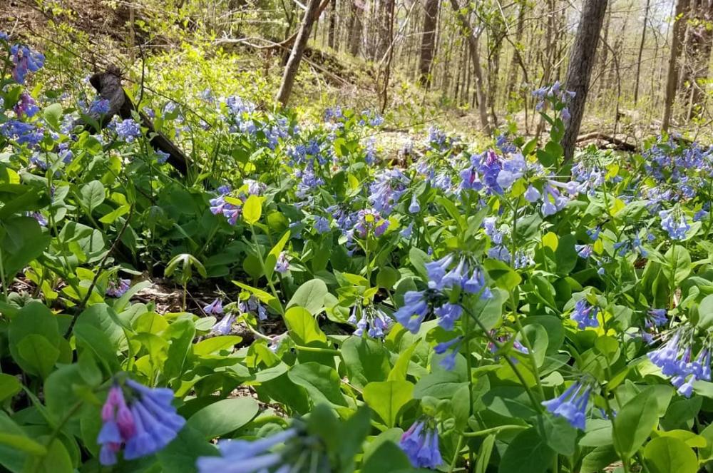 Lake Accotink Bluebells