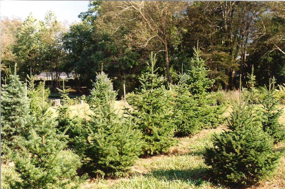 Christmas trees growing at Northlake Christmas Tree Farm and Nursery in Benson, NC.