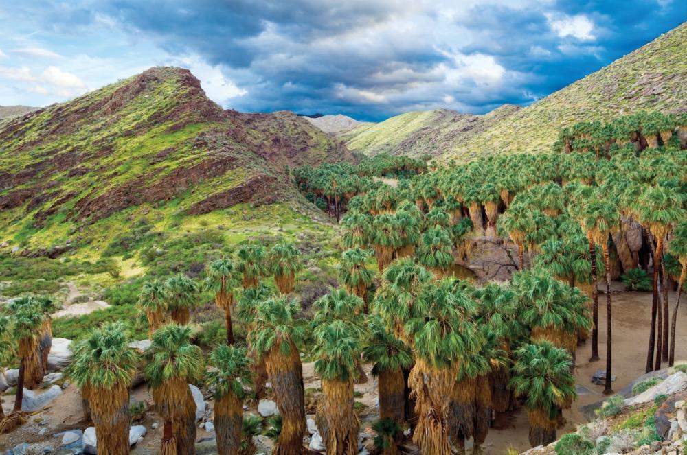 palm canyon fan palm grove