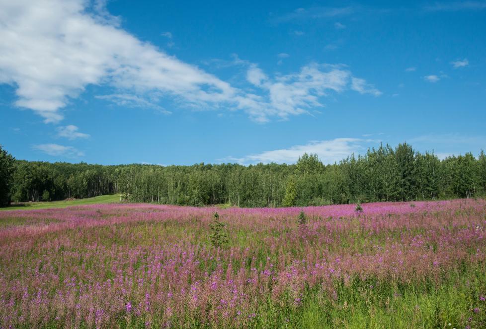 Sherman Hogue/Explore Fairbanks Fireweed