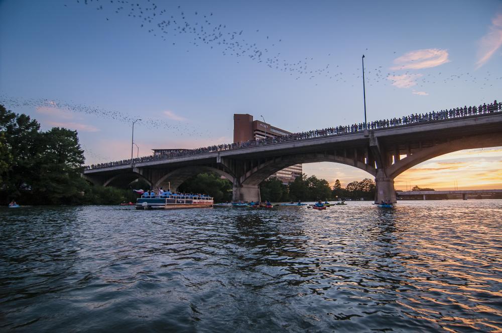 Photo of Rowing Dock kayakers and a boat on Lady Bird Lake. Above them, the bats fly out from the Congress Avenue Bridge at sunset