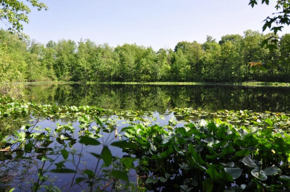 Looking out over a pond with a tree-line in the back and lily pads in the front