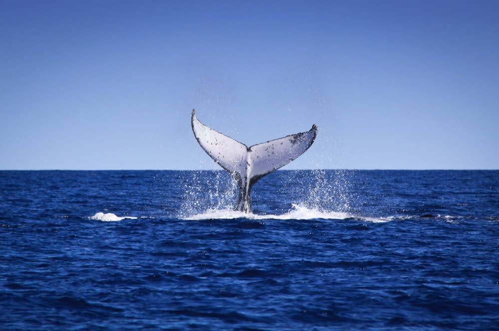 Whale watching| Rottnest Island