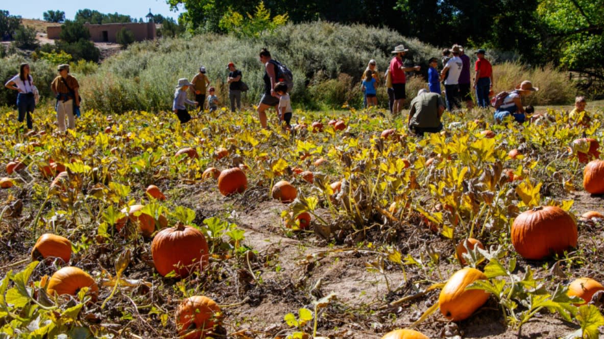 Golondrinas Pumpkin Patch