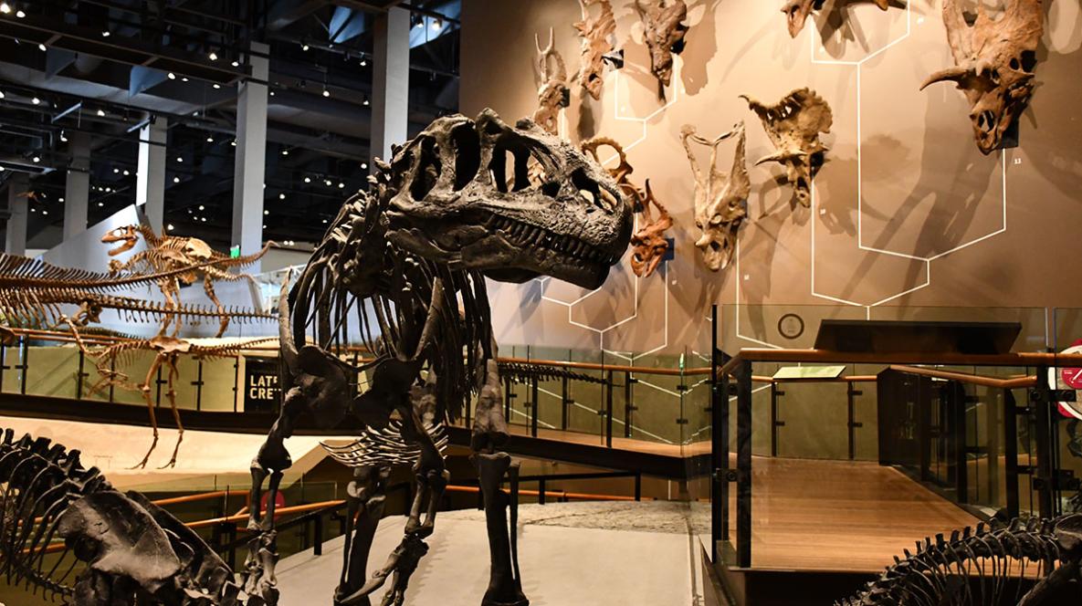 Natural History Museum of Utah Allosaurus