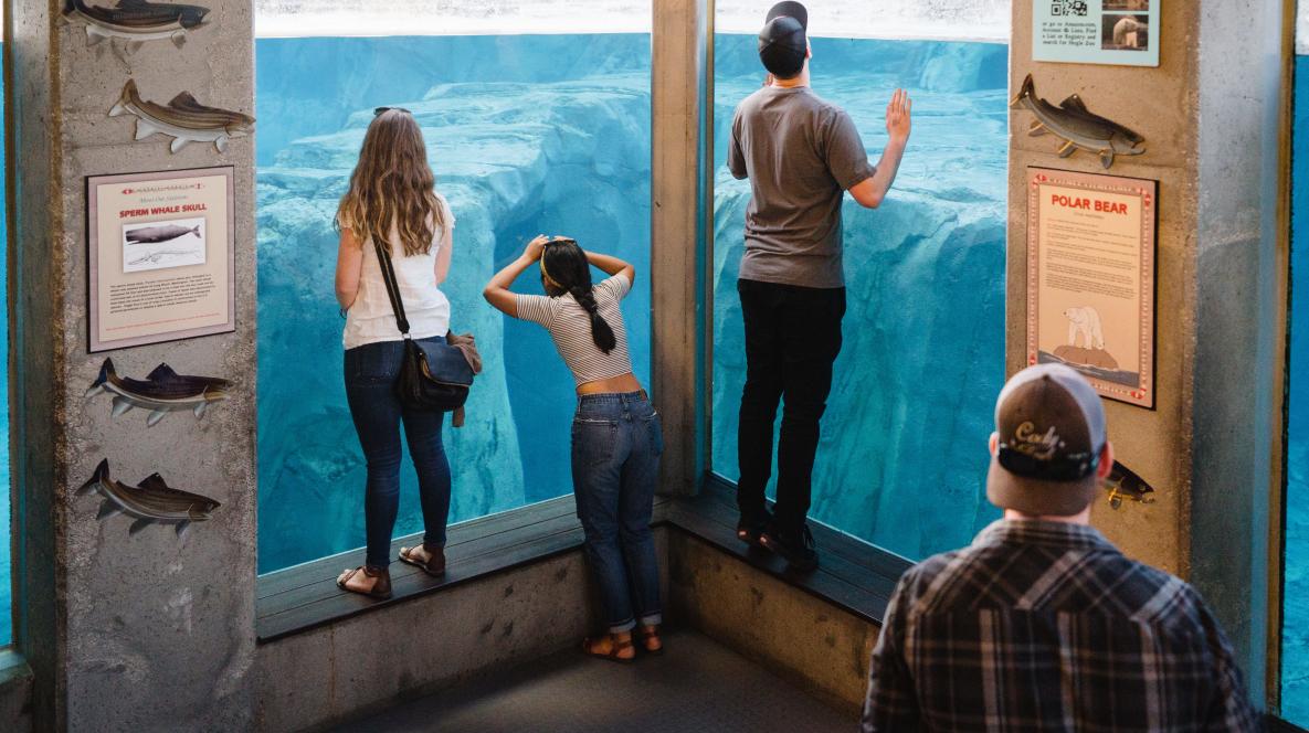 Peering Through Aquarium at Utah's Hogle Zoo Brew