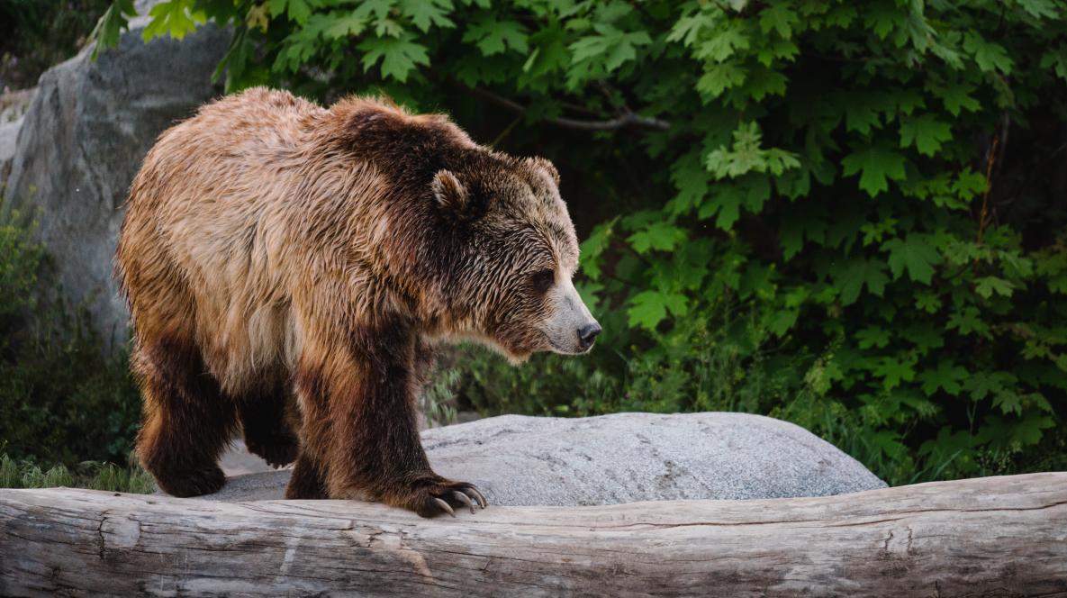 Bear at Utah's Hogle Zoo Brew