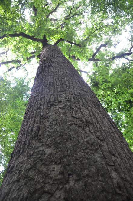 Joyce Kilmer Trees