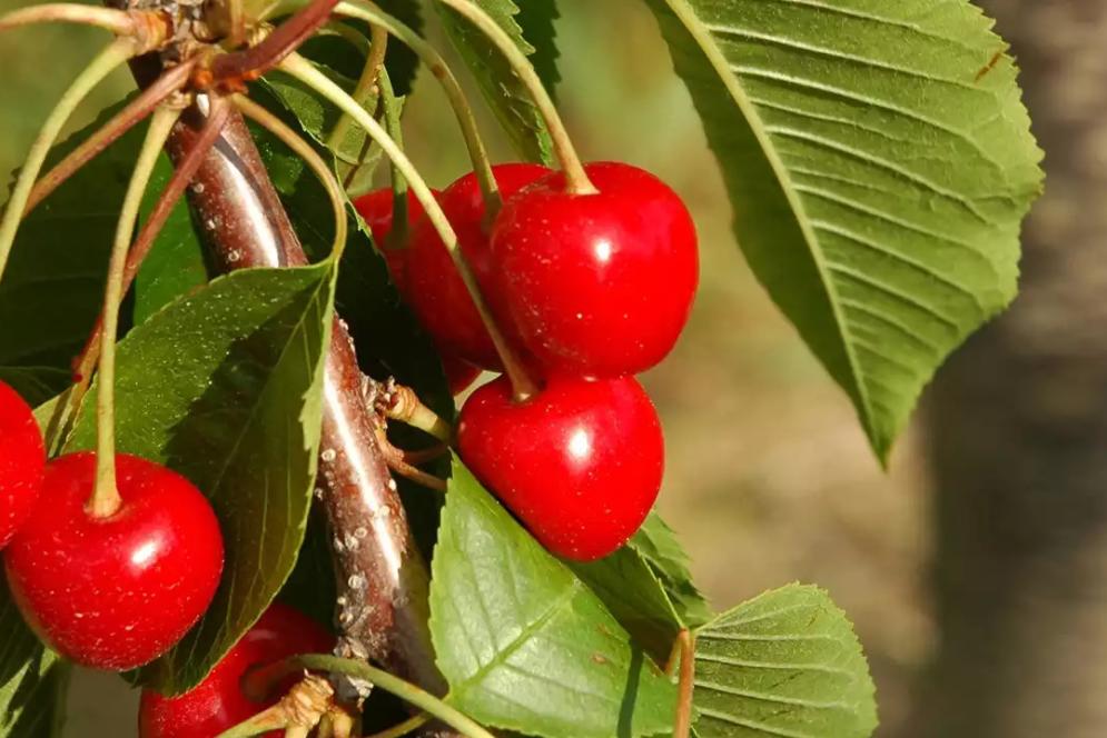 Cherries-on-Old-Mission
