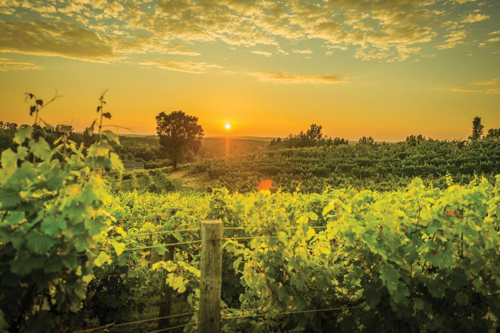 Ciccone Vineyards Leelanau County