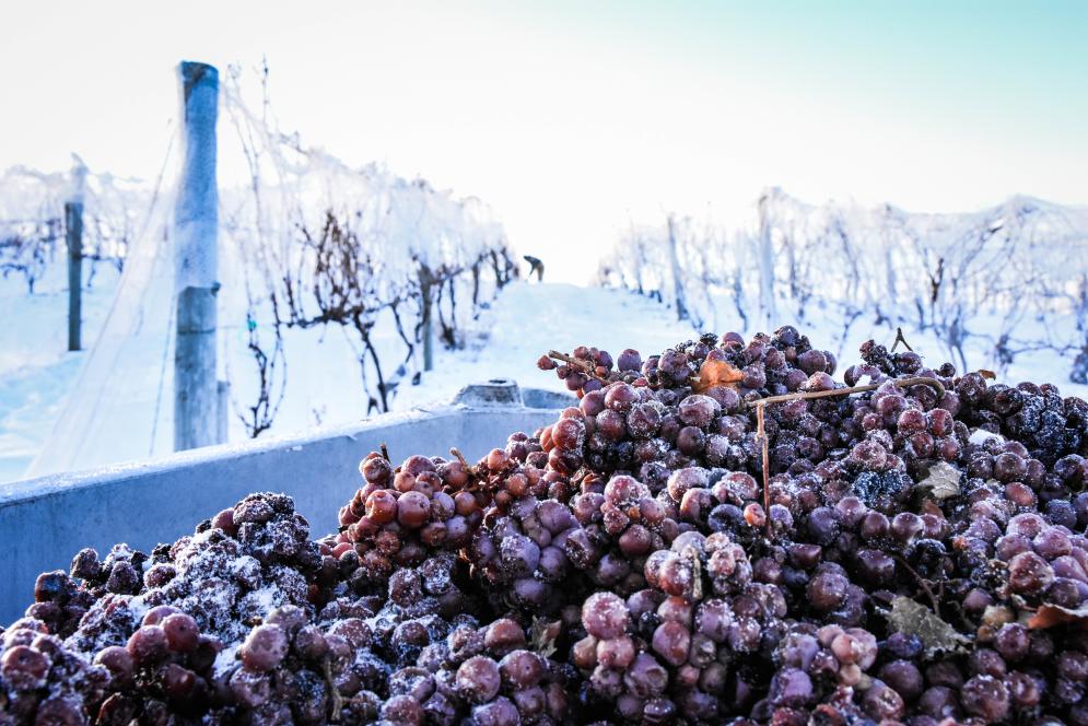 Ice Wine Photo