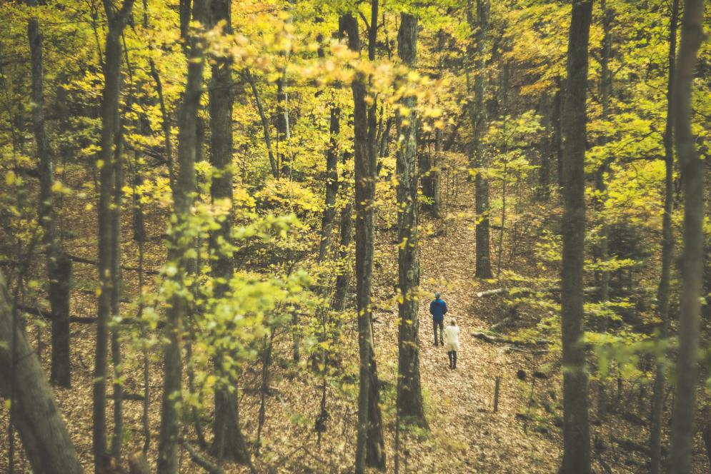Fall Color on a Hike