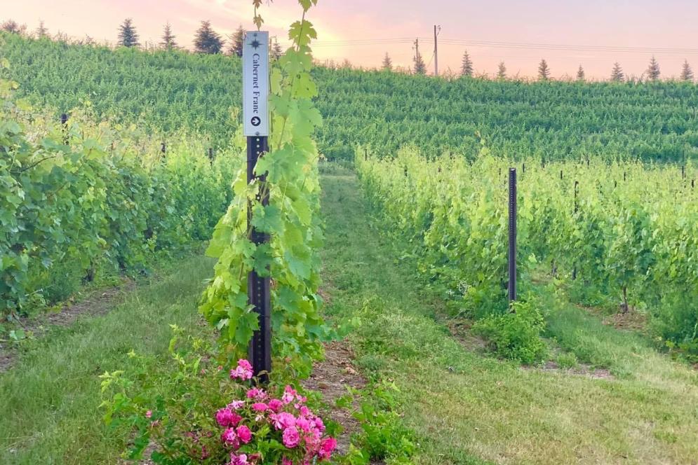 Women in Wine