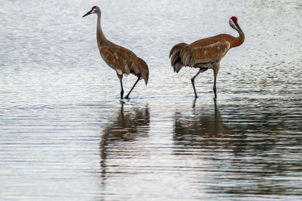 Michigan Birding Traverse City Mi