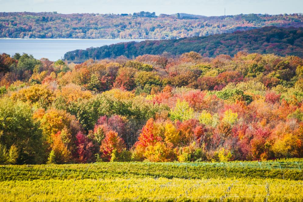 Fall Color on the Old Mission Peninsula in Michigan